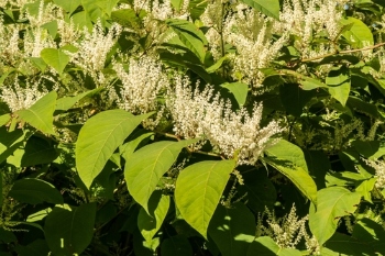 Supreme Court overturns council’s Japanese knotweed fine image