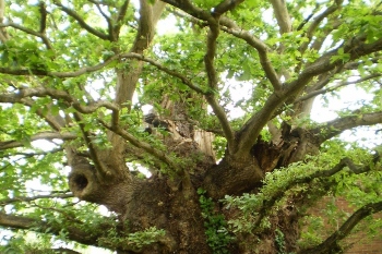 Ancient King Charles oak faces the chop  image
