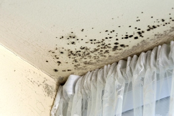 Birmingham failed residents over damp and mould, ombudsman finds image