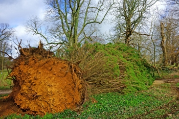 Council awarded £68,000 after illegal tree felling image