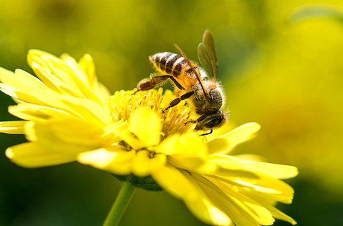 Councils could save thousands with ‘bee-friendly’ policies image