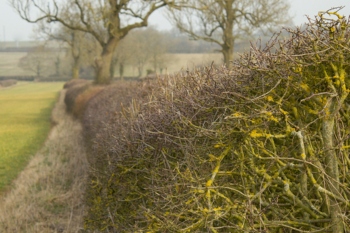 Hedgerows in England threatened by cuts image