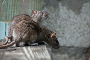 Lockdown causing rat populations to surge in inner city residential areas image