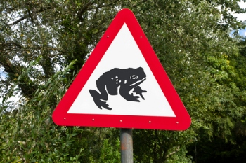 Toad rescuers help record number of amphibians cross road  image