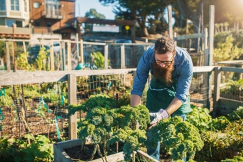 Why local authorities need to re-think the role of urban farming in their planning image