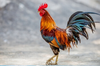 Allotment cockerel ban sparks culling fears image