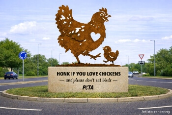 Animal rights activists call for council to rename Chicken Roundabout  image