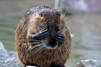 Beavers reintroduced to London borough of Ealing image