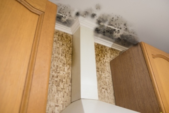 Call for ‘zero-tolerance’ on damp in social homes image