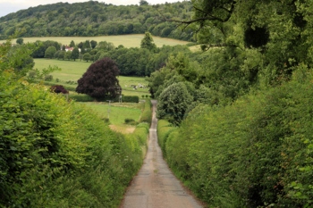 Charity calls for hedgerows to be boosted by 40% image