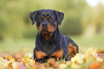 Coroners deadline for council after Rottweiler mauling image