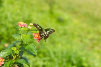 Council backs further biodiversity action image
