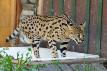 Council data prompts call for review of Dangerous Wild Animals Act image
