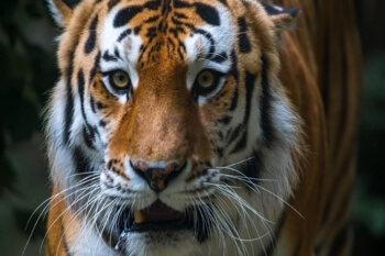 Council launches health and safety investigation after fatal tiger incident  image