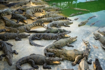 Council launches safeguarding enquiry after crocodile attack image