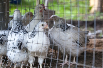 Council reassures residents after Avian Flu detected on farm  image