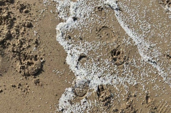 Council supports clean-up operation for plastic pellet spillage image