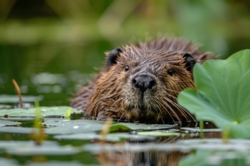 Council turns to beavers to combat flooding image