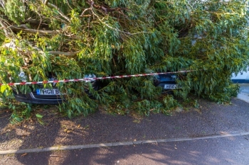 Council worker killed by falling tree in Storm Eunice image