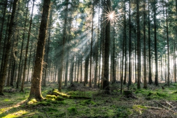Councils in north east band together to plant 500 hectares of trees  image
