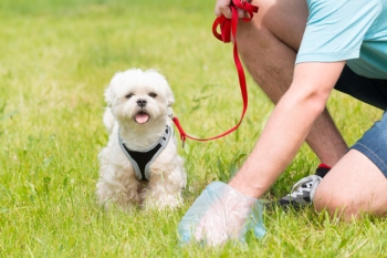 Councils report increase in dog fouling due to pandemic puppy boom image