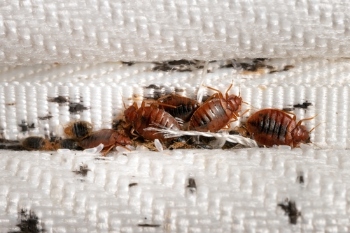 Councils see dramatic rise in bedbug call-outs  image