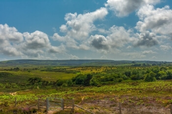 Councils target air pollution hotspots to protect rare heathlands image
