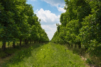 Enfield secures orchard funding after ancient oak felling image
