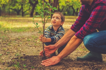 Funding allocated to plant hundreds of thousands of trees image