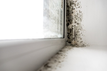 Housing Ombudsman calls for ‘zero-tolerance approach’ to mould   image