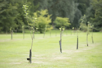 Leicestershire hits 250,000 tree planting milestone image