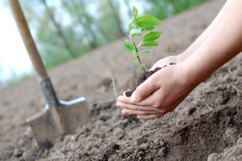 Local authorities urged to bid for £8m fund to accelerate tree planting image