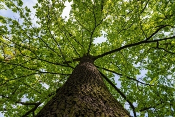 Nearly £80m handed to communities for tree-planting image
