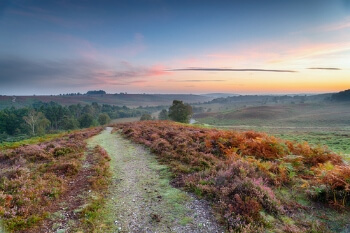 New Forest boundary challenge has no ‘chance of success image