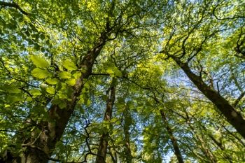 New tree policy pledges to boost North Yorkshire’s green spaces image