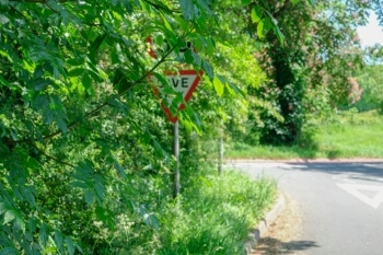 Overgrown gardens are blocking road signs, RAC warn image