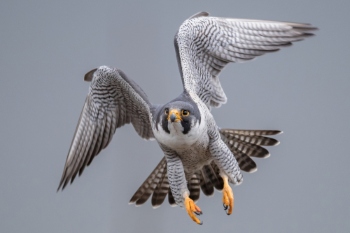 Peregrine falcons nesting on St Albans Cathedral for first time  image
