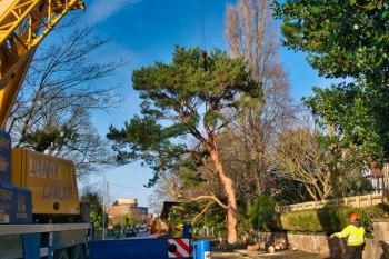 Plymouth council contractors forced to stop tree felling image