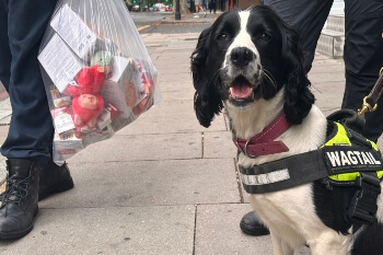 Sniffer dogs help seize 1,500 illicit goods in Kensington and Chelsea  image