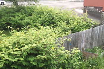 Study warns of dramatic increase in Japanese Knotweed cases image