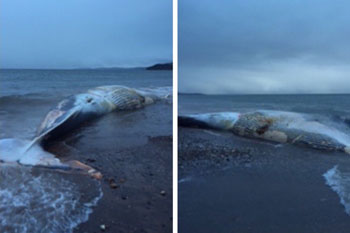 Whale carcass to be used for biofuel image